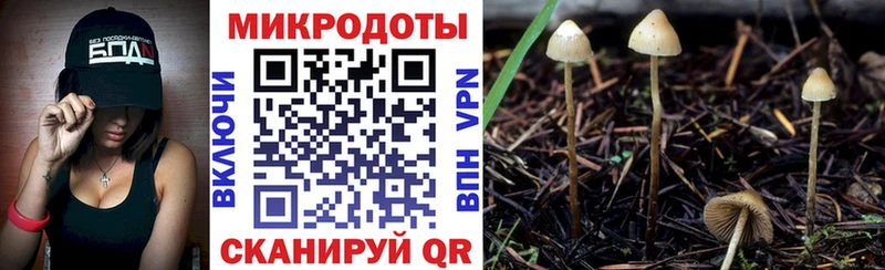 дарнет шоп  Заволжск  ссылка на мегу как войти  Галлюциногенные грибы мицелий 